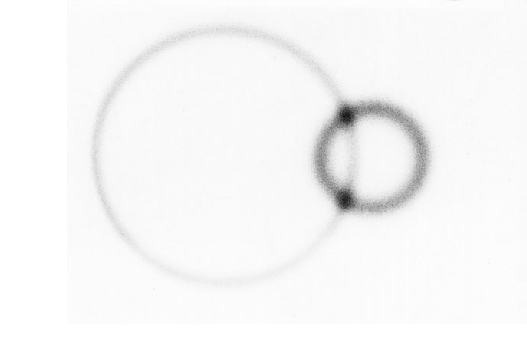 Image at 725nm